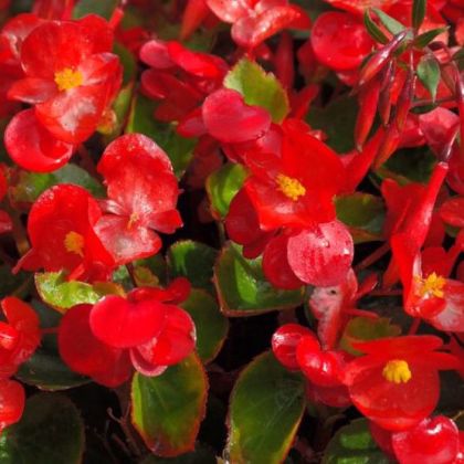 Voskovka Heaven Red F1 - Begonia semperflorens - semená begónie - 10 ks