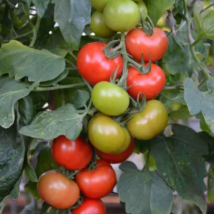 Paradajka Crimson Crush PhR F1 - Solanum lycopersicum - semená paradajky - 7 ks