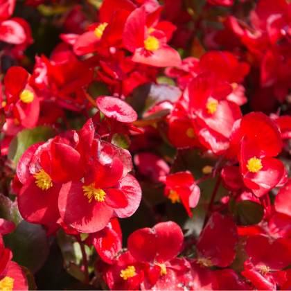Begónia drobnokvetá červená - Begonia multiflora - hľuzy begónie - 2 ks