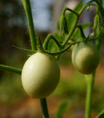 Paradajka White Cherry - Solanum lycopersicum - semená paradajky - 7 ks