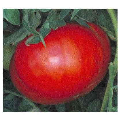 Paradajka Verte neverte - Lycopersicon esculentum - semená paradajky - 6 ks