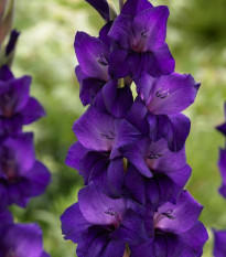 Gladiola Purple Flora - Gladiolus - gladioly - hľuzy gladioly - 3 ks