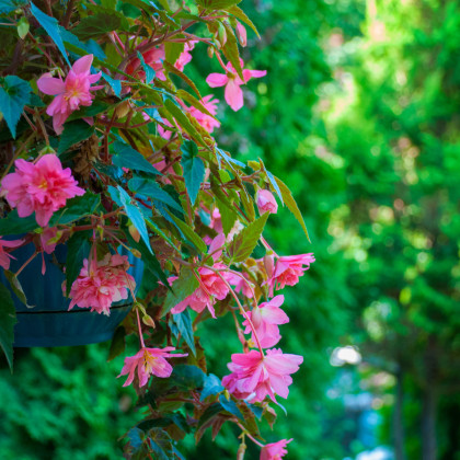 Begónia Cascade rúžova - Begonia cascade - cibuľoviny - 2 ks