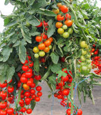 Paradajka Gallant F1 - Solanum lycopersicum - semená paradajky - 10 ks