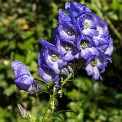 Prilbica - Aconitum carmichaelii - hľuzy prilbice - 1 ks