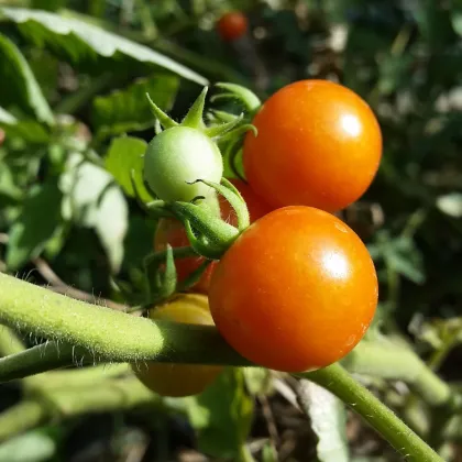 Paradajka Moneymaker - Solanum lycopersicum - semená paradajky - 20 ks