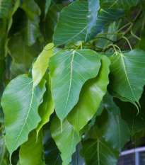 Figovník posvätný - Ficus religiosa - semená figovníka - 5 ks