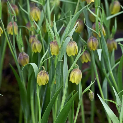 Korunkovka Uva Vulpis - Fritellaria - cibule korunkovky - cibuľky - 2 ks