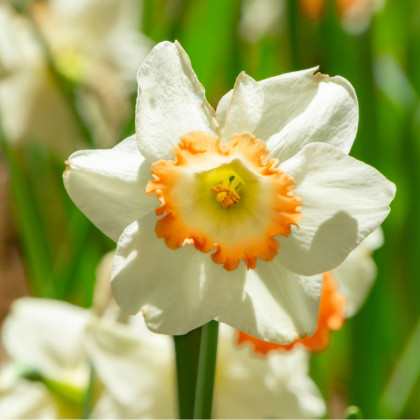 Narcis Pink Charm - Narcissus L. - cibuľoviny - 3 ks