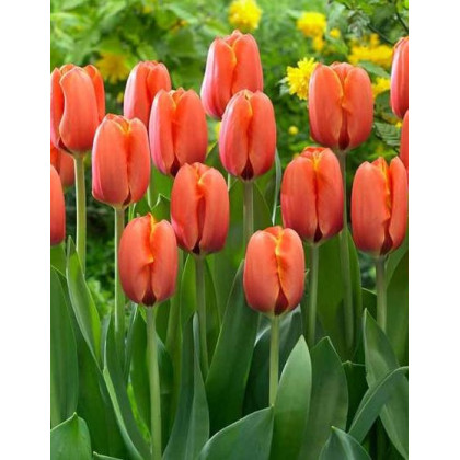 Tulipán Darwiorange - Tulipa - cibuľoviny - 3 ks