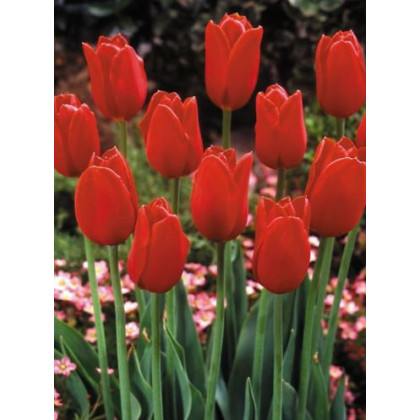 Tulipán Blood Red - Tulipa - cibuľoviny - 3 ks