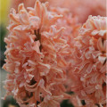 Hyacint Gipsy Queen - Hyacinthus L. - cibuľa hyacintu - 1 ks