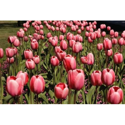 Tulipán Queenstown - Tulipa - cibuľoviny - 3 ks