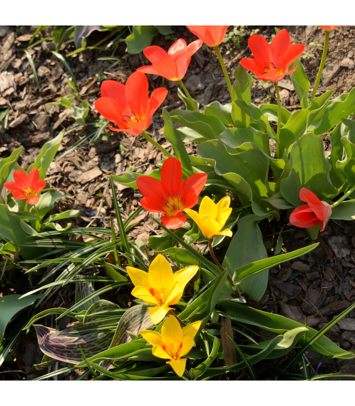 Zmes nízkych tulipánov - Tulipa - cibuľoviny - 24 ks