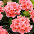 Muškát krúžkovaný Nekita F1 Salmon - pelargonium zonale - semená - 4 ks