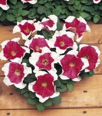 Petúnia mnohokvetá - Red Frost F1 - Petunia multiflora - semená Petúnie - 20 ks