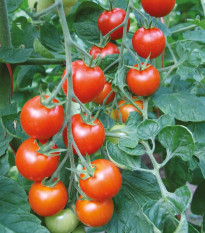 Paradajka Bejbino F1 - Solanum lycopersicum - semená paradajky - 7 ks