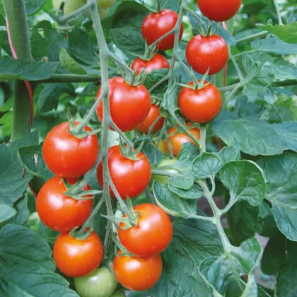 Paradajka Bejbino F1 - Solanum lycopersicum - semená paradajky - 7 ks