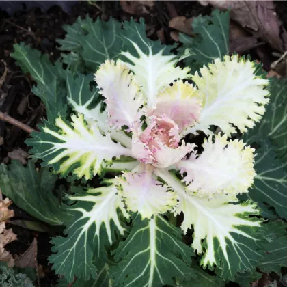 Okrasná kapusta biela Peacock F1 - Brassica oleracea - semená okrasnej kapusty - 20 ks