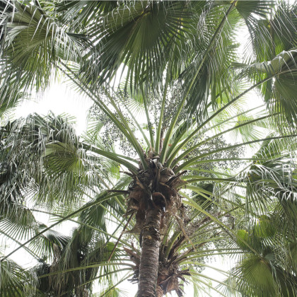 Palma čínska - Livistona Chinensis - semená palmy - semiačka - 3 ks