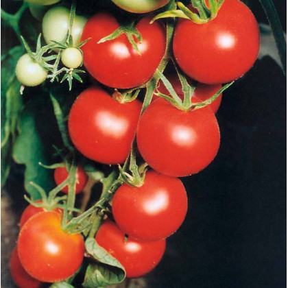 Paradajka Tamina - Paradajka Tamina - Solanum lycopersicum - semená paradajky - 20 ks