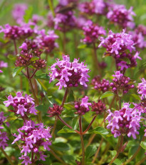 Materina dúška - Thymus serpyllum - semená materinej dúšky - 500 ks