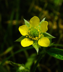 Kuklík mestský - Geum urbanum - semená - 50 ks