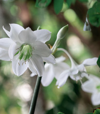 Eucharis - Eucharis grandiflora - cibuľoviny - 1 ks