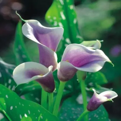 Kala Picasso - Zantedeschia - hľuzy kaly - 1 ks