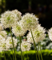 Okrasný cesnak Mont Blanc - Allium - cibuľoviny - 1 ks