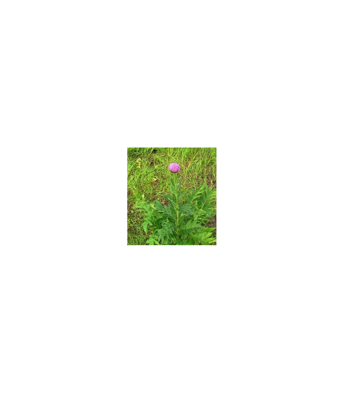 Maralový koreň - Parcha - Leuzea carthamoides - semená - 1,5 g