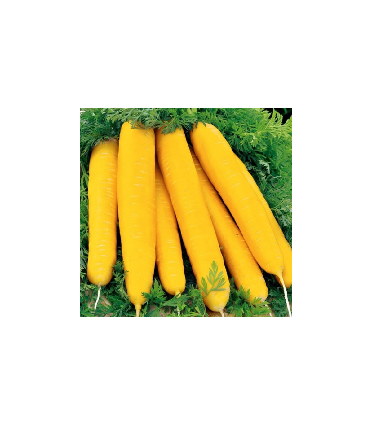 Mrkva Jaune du doubs  - Daucus carota - semená - 1 g