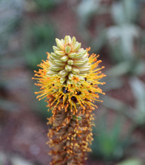 Aloe castanea - Aloe castanea - semená aloe - 6 ks