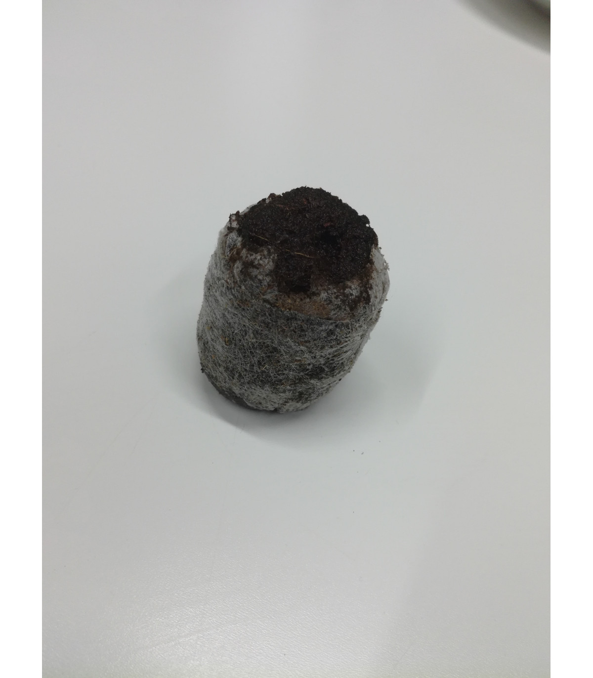Malé rašelinové zakoreňovače - veľ. 24 mm - Jiffy - 1 ks