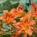 Ľalia cibuľkonosná - Lilium bulbiferum - semená ľalie - 5 ks