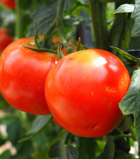 Paradajka Hamlet F1 - Solanum lycopersicum - semená paradajky - 6 ks