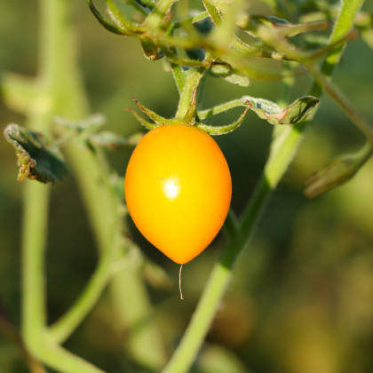 Paradajka Lemon Plum - Solanum lycopersicum - semená paradajky - 6 ks