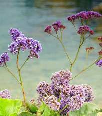 Limonka širokolistá Suworova - Limonium suworowii - semená limonky - semiačka - 600 ks