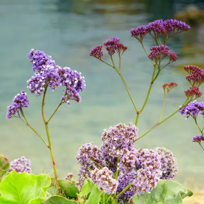 Limonka širokolistá Suworova - Limonium suworowii - semená limonky - semiačka - 600 ks