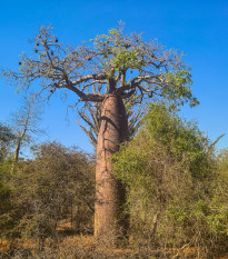 Baobab Fony - Adansonia fony - semená baobabu - 2 ks