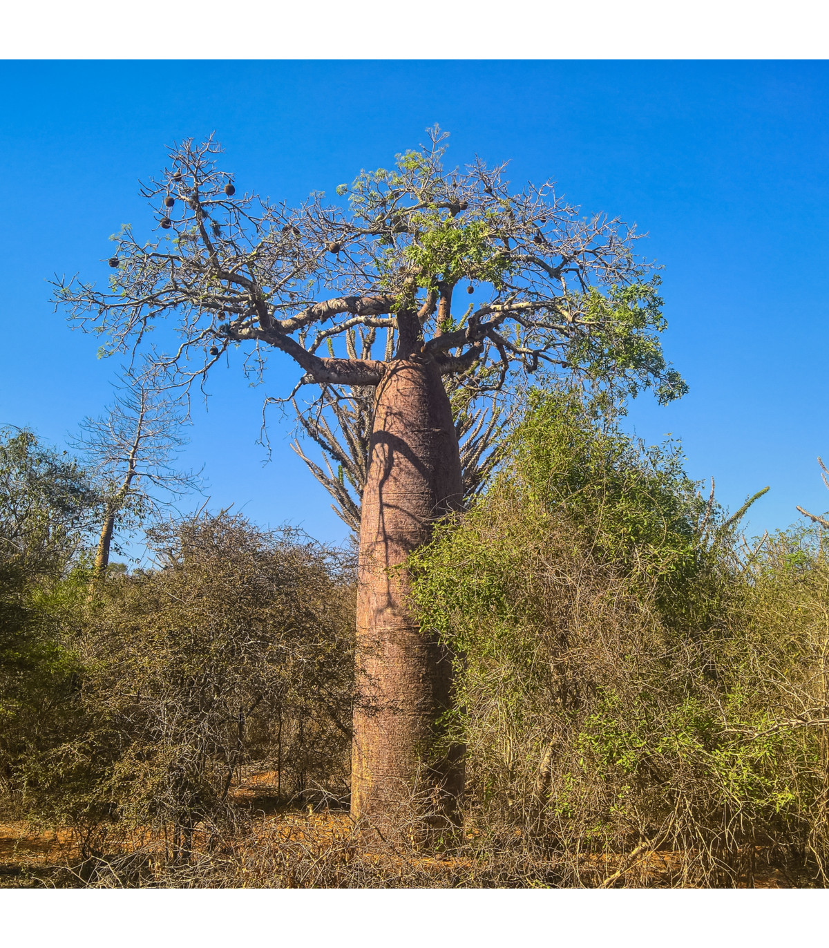 Baobab Fony - fľaškový strom - Adansonia fony - semená baobabu - semiačka - 2 ks