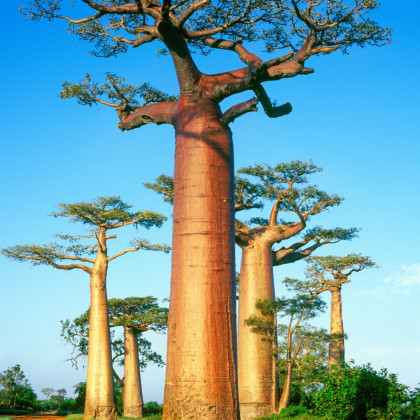 Baobab grandidieri - Adansonia grandidieri - semená baobabu - 2 ks