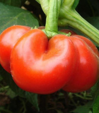 Paprika rajčatová Szuszanna - Capsicum annuum - semená papriky - 7 ks