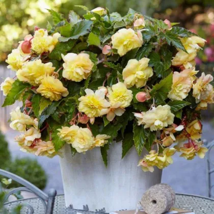 Begónia Sunny Dream - Begonia odorata - hľuzy begónie - 2 ks