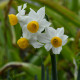 Narcis Canaliculatus - Narcissus canaliculatus - cibuľoviny - 3 ks