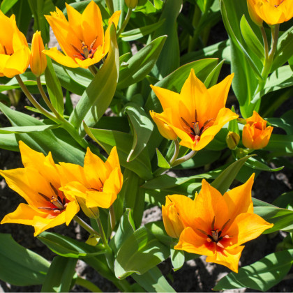 Tulipán viackvetý - praestans Shogun - predaj cibuľovín - holandské tulipány - 3 ks