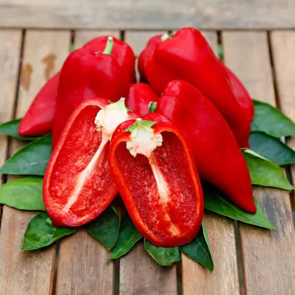 Paprika Snacking Red - Capsicum annuum - semená papriky - 5 ks