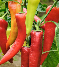 BIO paprika Sweet Dreams - Capsicum annuum - bio semená papriky - 10 ks