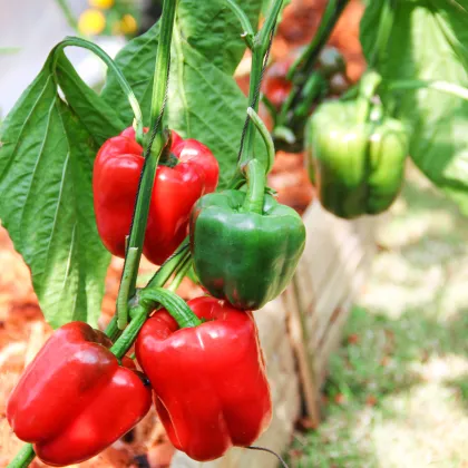 BIO paprika Yolo Wonder - Capsicum annuum - bio semená papriky - 10 ks