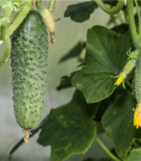 Uhorka nakladačka Excelsior F1 - Cucumis sativus - semená uhorky - 7 ks